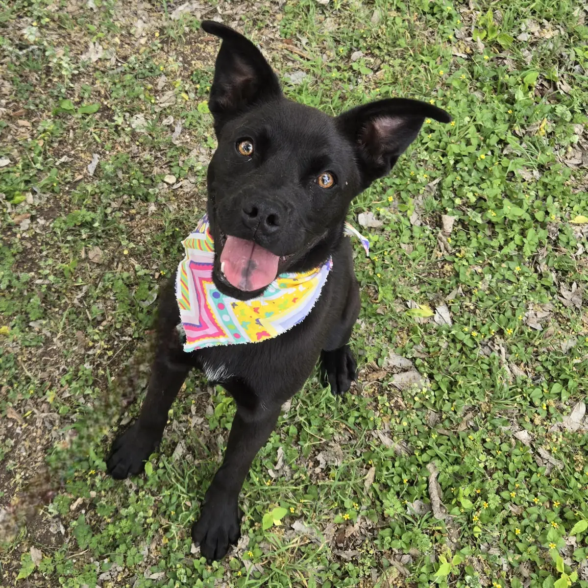 Harvey, a young black shepherd mix in a bright bandana, sitting in grass and looking up at the camera